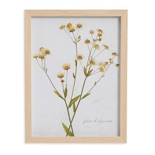 Pressed Daisies