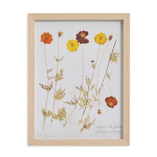 Pressed Wild Poppies